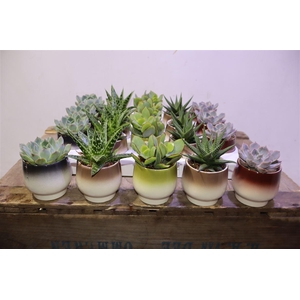 arr8 Succ Gem 5 Srt In Keramiek