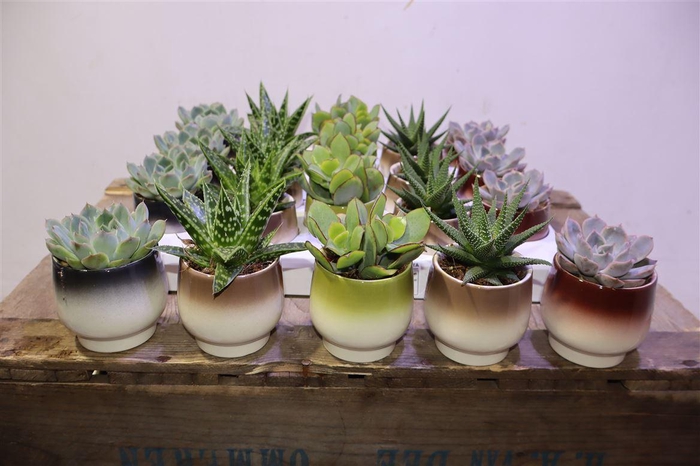 <h4>arr8 Succ Gem 5 Srt In Keramiek</h4>