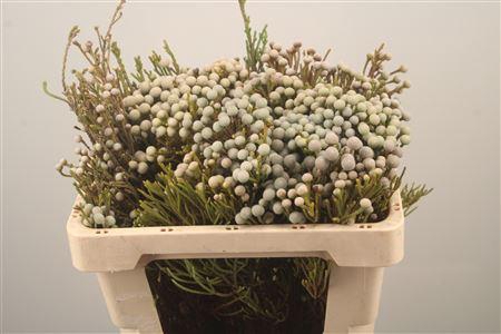 <h4>Kaaps Silver Brunia</h4>