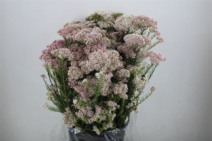 Rice Flower Pink/white P Bunch