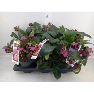 Helleborus   ...