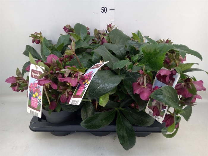 <h4>Helleborus   ...</h4>