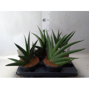 Sansevieria   ...