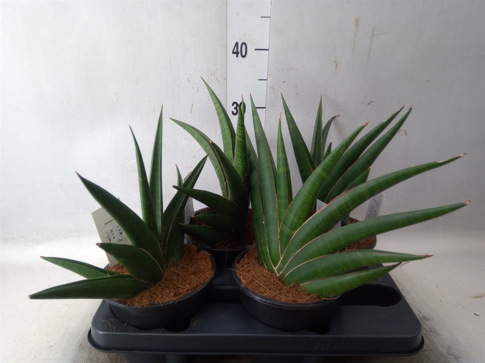 <h4>Sansevieria   ...</h4>