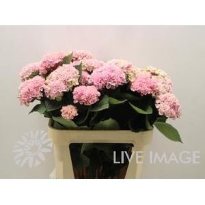 Hydrangea mag revolution spray