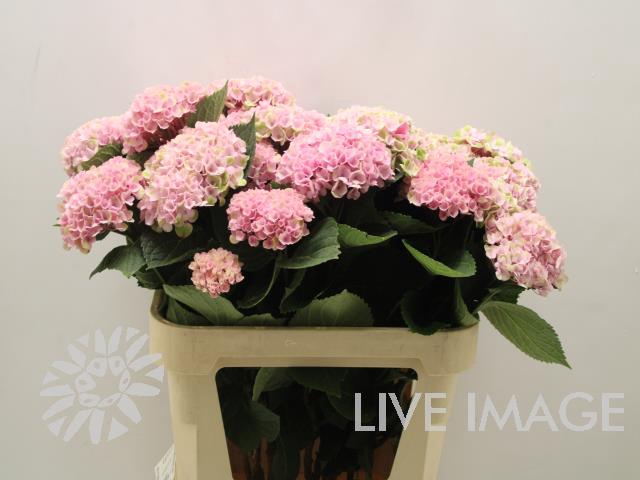 <h4>Hydrangea mag revolution spray</h4>