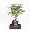 Arr Kamerpl Lava Groen H%