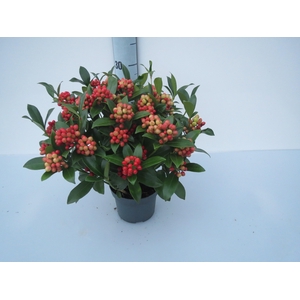 Skimmia O'Berries Beauty