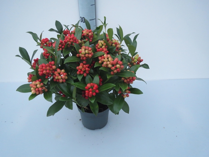 <h4>O'Berries Beauty</h4>