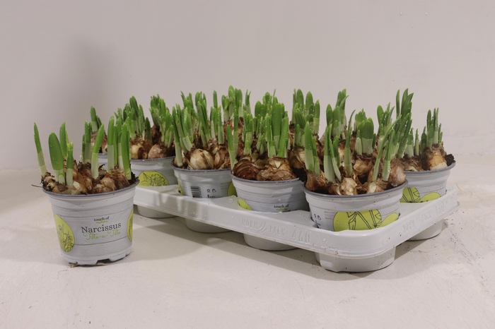 <h4>Narc O Tete A Tete</h4>