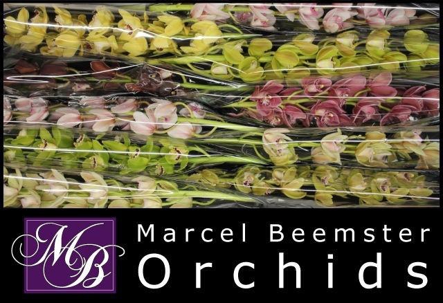 <h4>CYMB MI GEM</h4>