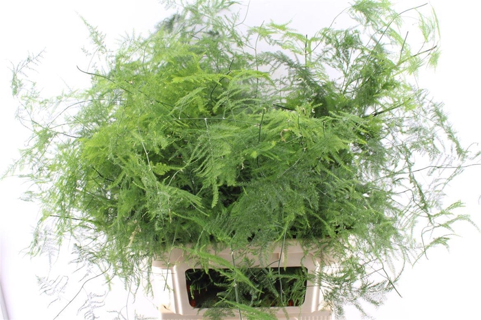 Asparagus Set Lang Getopt