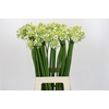 Ornithogalum Saundersiae