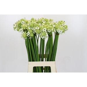 Ornithogalum Saundersiae