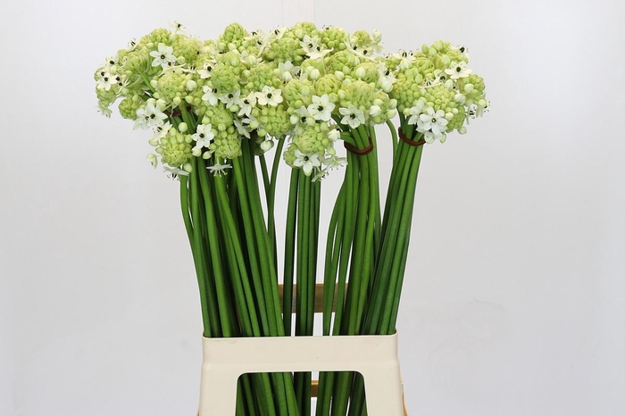 <h4>Ornithogalum Saundersiae</h4>