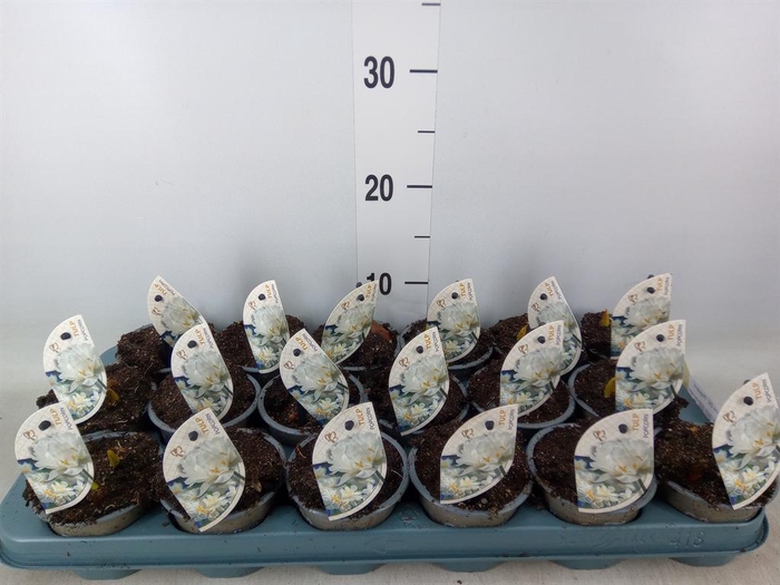 <h4>Tulipa DU 'Popcorn'</h4>