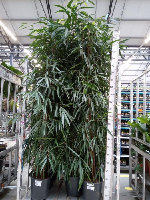 <h4>Ficus binn. 'Alii'</h4>