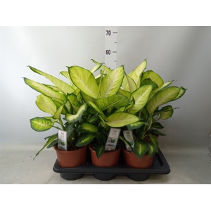 Dieffenbachia  'Summer Style'