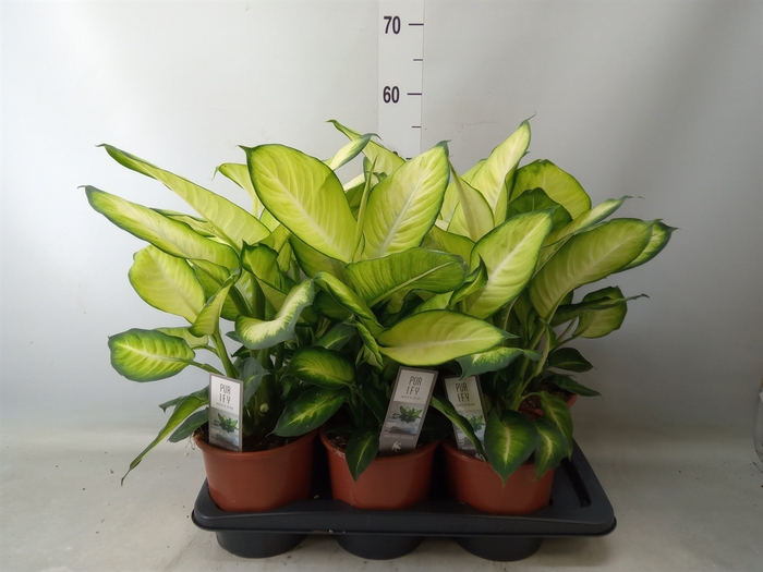 <h4>Dieffenbachia  'Summer Style'</h4>