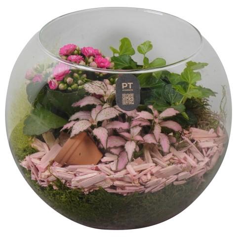 <h4>PTIG2618 Arrangementen kamerplanten</h4>