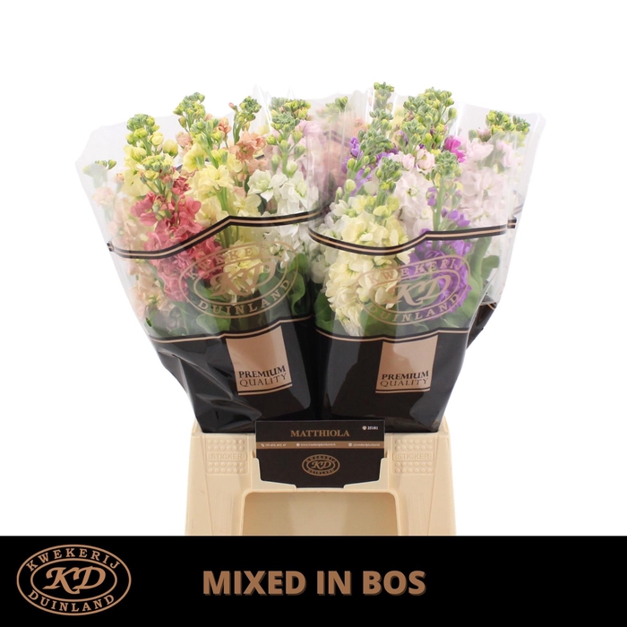 <h4>Matth Mixed In Bos</h4>