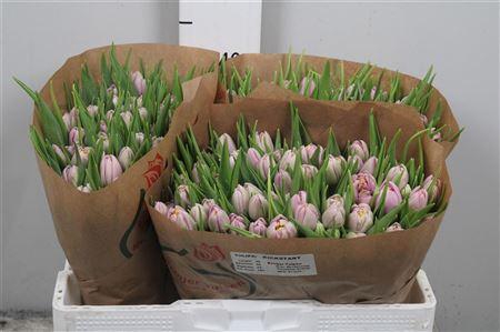 <h4>Tu Du Kickstart</h4>