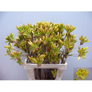 RHODO OV