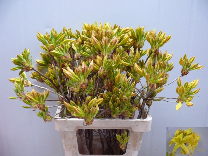 <h4>RHODO OV</h4>