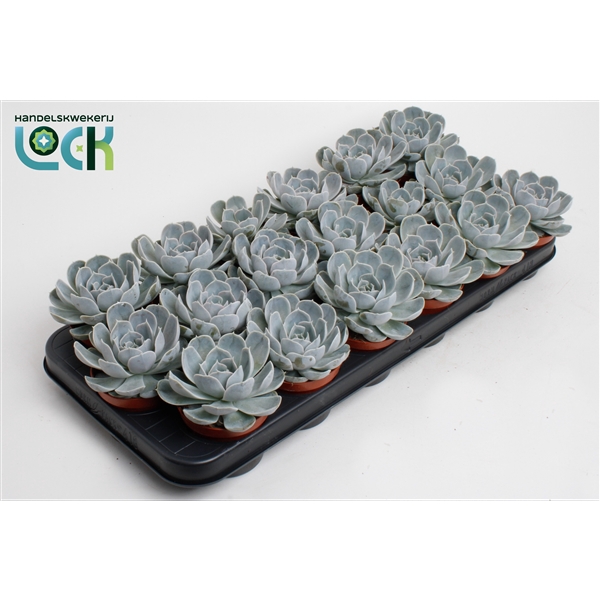 <h4>Echeveria Minima</h4>