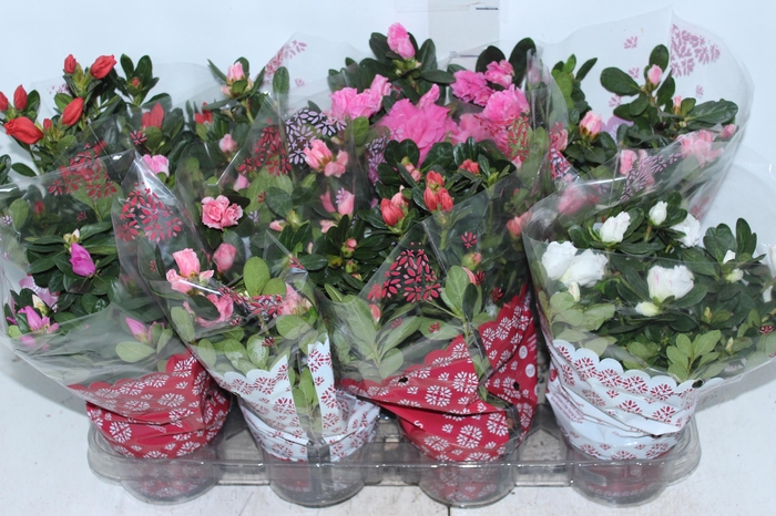 <h4>AZALEIA P14</h4>