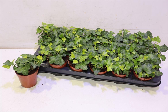 <h4>arr8 Hed He Wonder</h4>