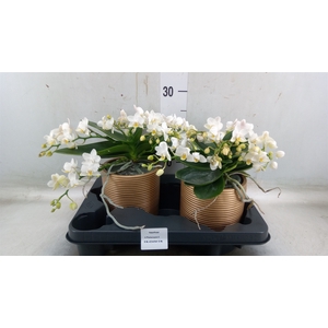 Phalaenopsis multi. 'Ant Nazare'