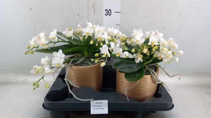 <h4>Phalaenopsis multi. 'Ant Nazare'</h4>