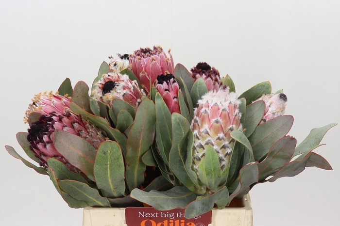<h4>Protea Barbigera Air</h4>