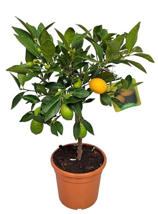 <h4>CITR AURANTIIFOLIA</h4>