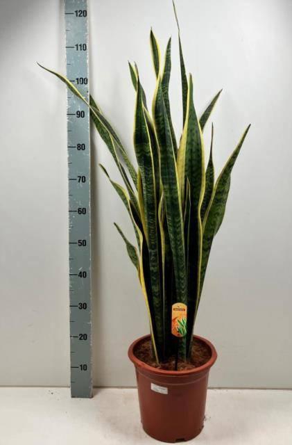 <h4>SANSEV LAURENTII</h4>