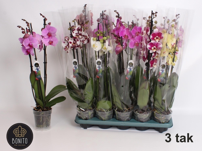 <h4>PHAL GEM 5 KL</h4>