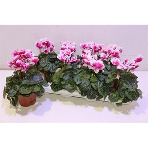 Cycl Md Abanico Purple White