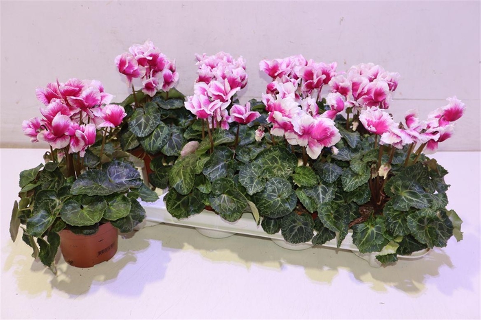 <h4>Cycl Md Abanico Purple White</h4>