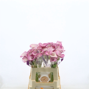 Calla Denver