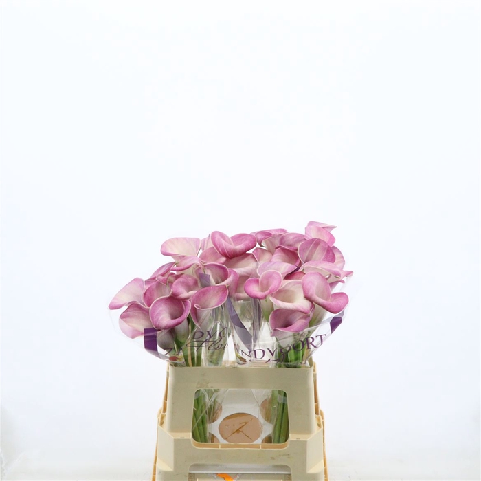 <h4>Calla Denver</h4>