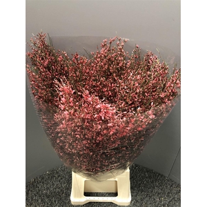 Genista 400gr Col Red