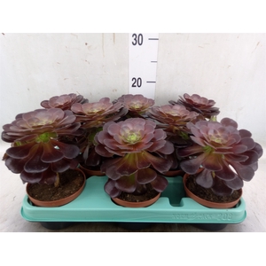Aeonium   ...