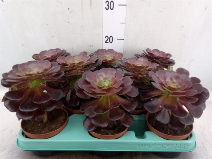 <h4>Aeonium   ...</h4>