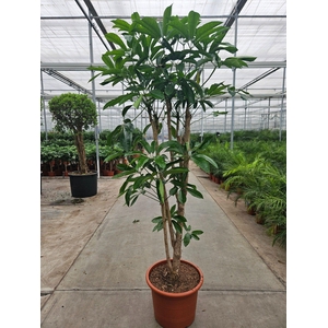 Schefflera actinophylla 'Amate’