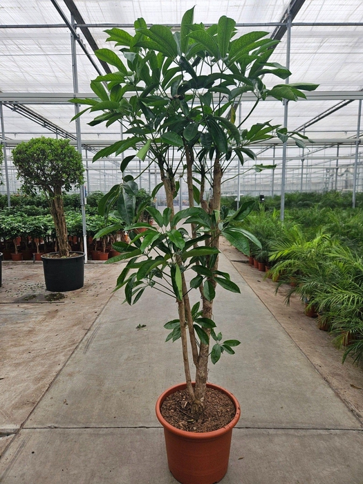 <h4>Schefflera actinophylla 'Amate’</h4>