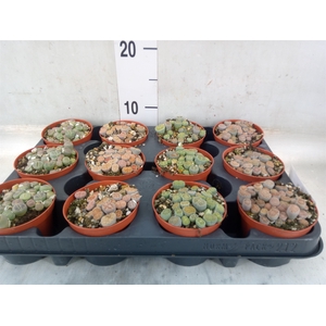 Lithops sp.