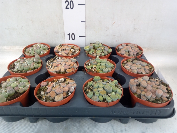 <h4>Lithops sp.</h4>
