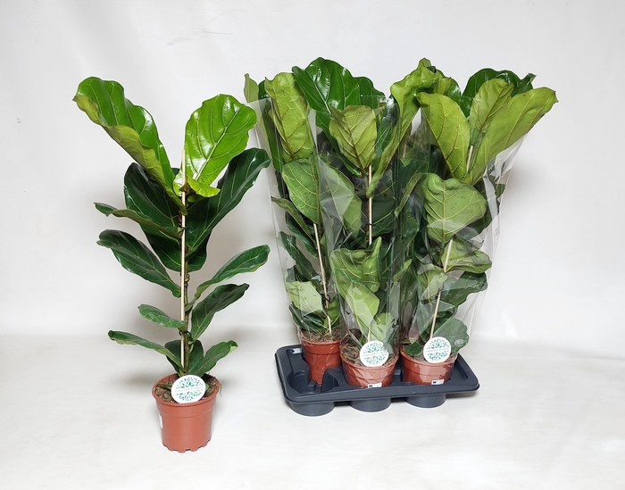 <h4>FICUS LYRATA</h4>