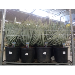 Yucca rostrata